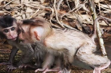 Go! go! go! Rambo monkey runs to get food, runs to race with France