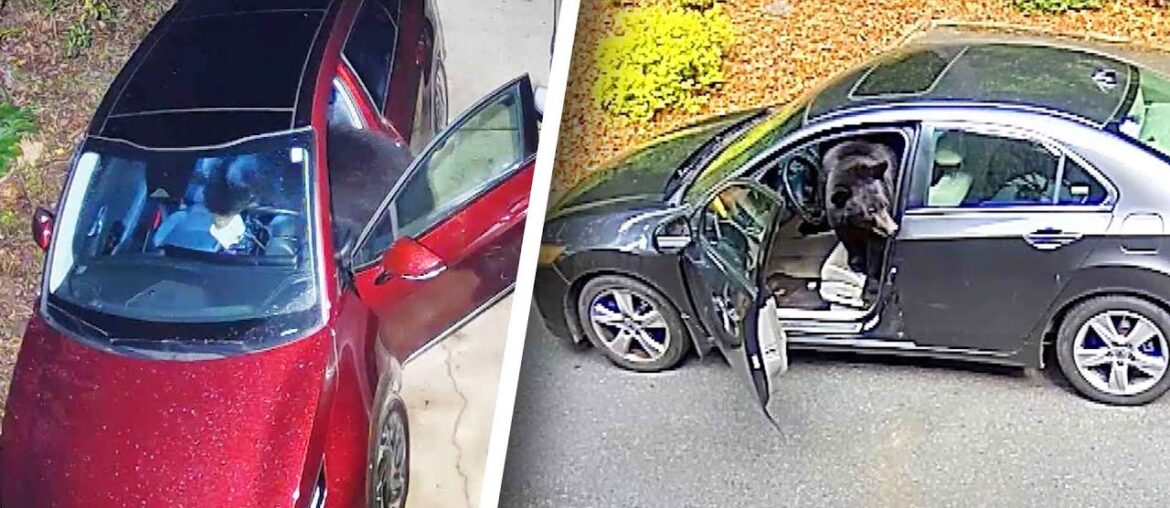 Bears Break Into Cars Looking for Food