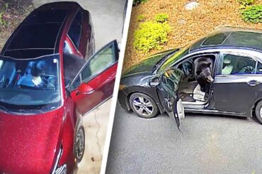 Bears Break Into Cars Looking for Food