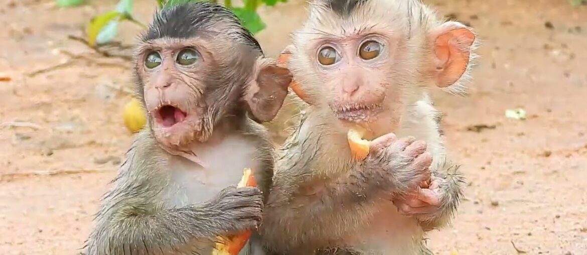 Looks like they are having fun together when eating delicious food at Rambo and France Looks like they are having fun together when eating delicious food at Rambo and France