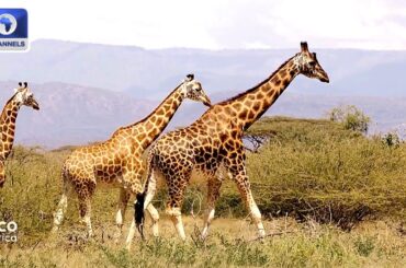 Fight Over Water In France, Protecting Giraffes In Kenya + More | Eco Africa