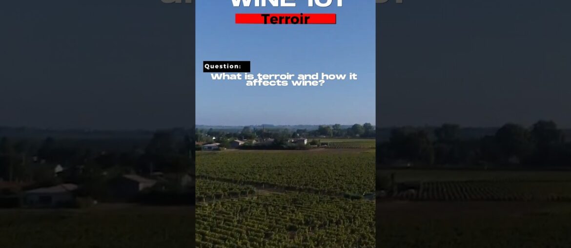 Wine 101: Terrior-What is terrior and how it affects wine?