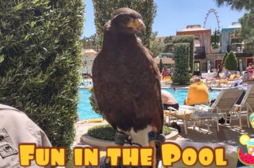 Satisfying Breakfast at the Terrace Pointe Cafe & Unforgettable Fun at the Wynn Pool!