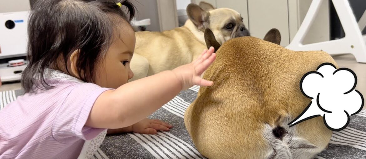 15 Sounds French Bulldogs Make In Under 5 Minutes **TOO FUNNY 15 Sounds French Bulldogs Make In Under 5 Minutes **TOO FUNNY