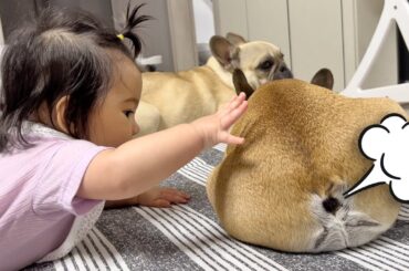 15 Sounds French Bulldogs Make In Under 5 Minutes **TOO FUNNY