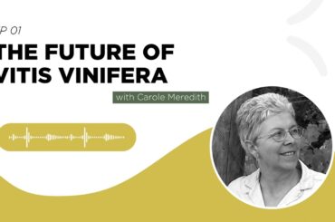 Podcast 'Wines of the future' EP 01: The Future of Vitis Vinifera with Carole Meredith