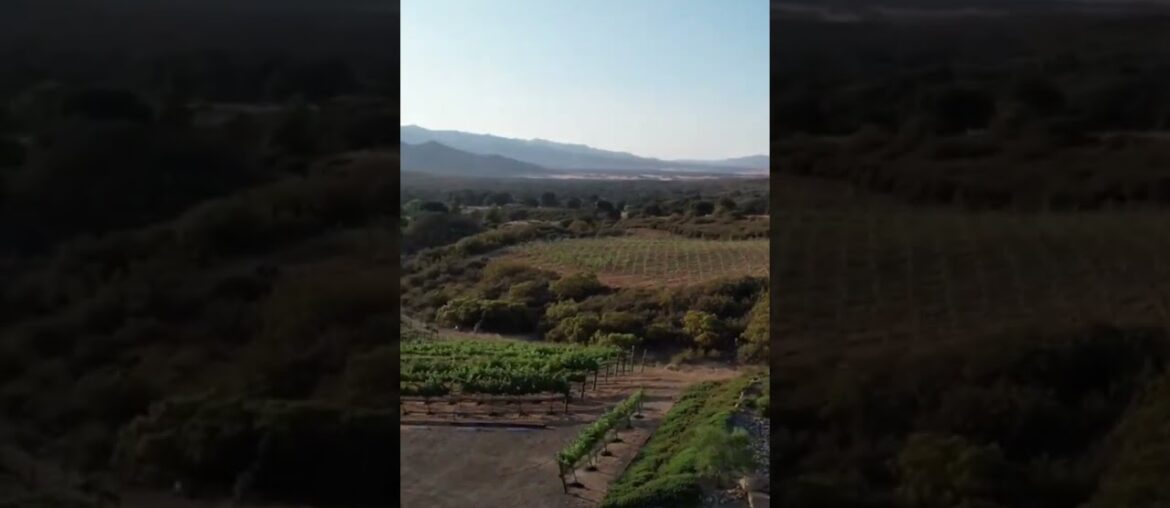 Southern California Winery & Vineyard For Sale! #viticulture #winemaker #winecountry #winemaking