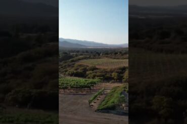 Southern California Winery & Vineyard For Sale! #viticulture #winemaker #winecountry #winemaking