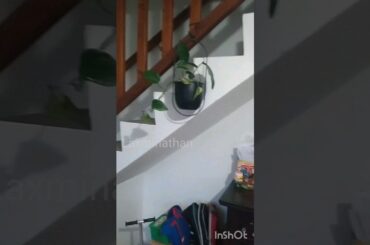 Tamil mom @ france evening routine vlog #trending #youtubeshorts #shortvideo #viral #trendingshorts