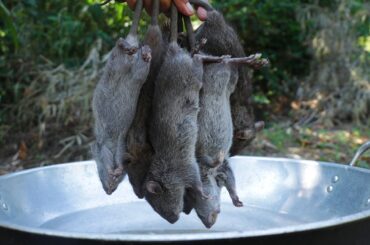 Fried Rat in simple recipe with mango sauce in my village #ratcooking #friedrat