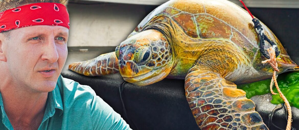 Eating Sea Turtle!! Why The Australian Tradition Continues!!