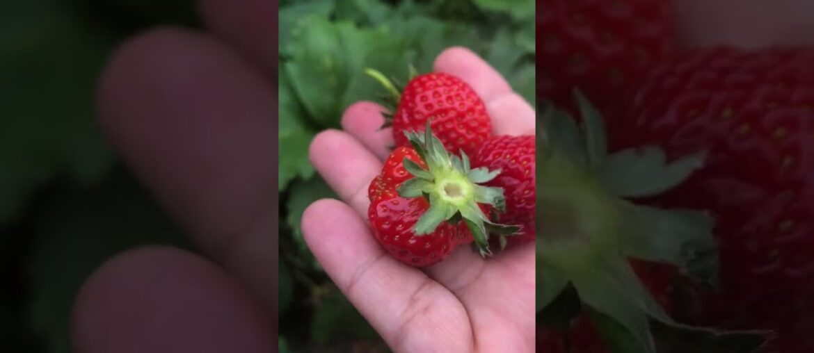 Strawberry Jam – Confiture de fraises- recipe in French with Eng SUB- #easyrecipe #strawberry Strawberry Jam - Confiture de fraises- recipe in French with Eng SUB- #easyrecipe #strawberry