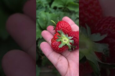 Strawberry Jam - Confiture de fraises- recipe in French with Eng SUB- #easyrecipe #strawberry