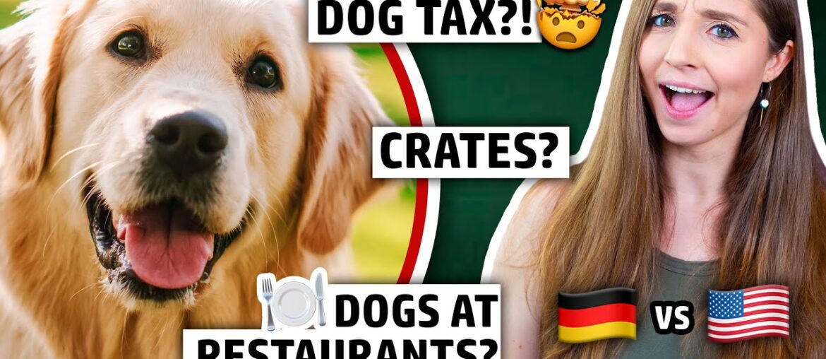 THEY'RE LIKE CITIZENS?! Dogs in Germany vs. USA | Feli from Germany THEY'RE LIKE CITIZENS?! Dogs in Germany vs. USA | Feli from Germany