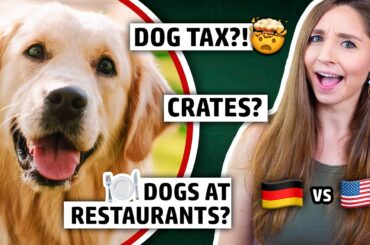 THEY'RE LIKE CITIZENS?! Dogs in Germany vs. USA | Feli from Germany