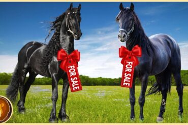 10 Most Expensive Horse Breeds in the World