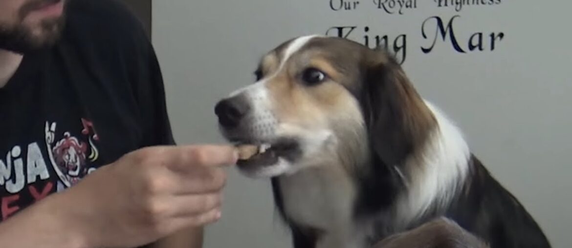 SPOILING THE PUPPERS (Gourmet Pup Club)