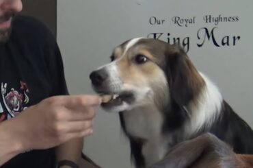 SPOILING THE PUPPERS (Gourmet Pup Club)