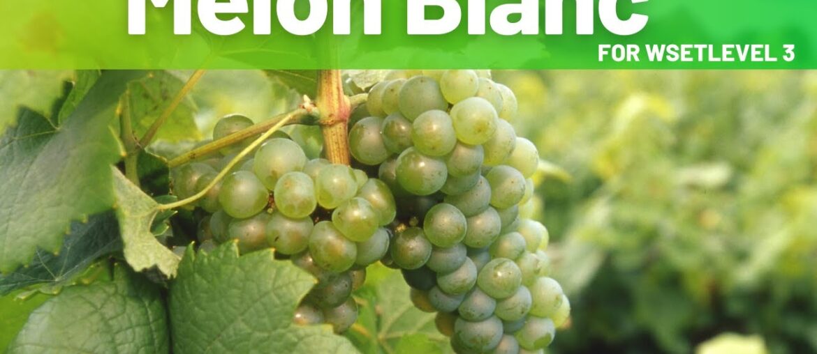 Discover Melon Blanc for WSET Level 3 - Grape Variety Shorts