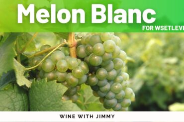Discover Melon Blanc for WSET Level 3 - Grape Variety Shorts