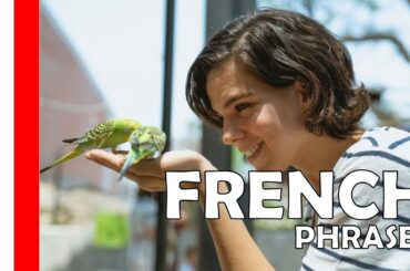 Your Daily 30 Minutes of French Phrases # 609