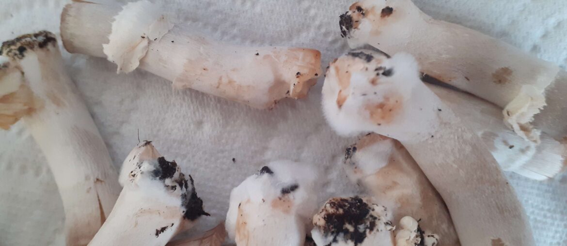 Champignons aux champignons