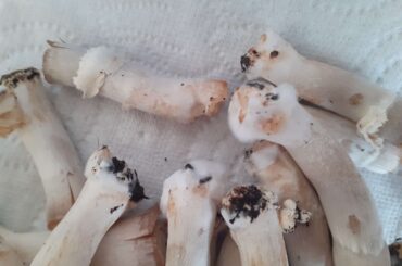 Champignons aux champignons