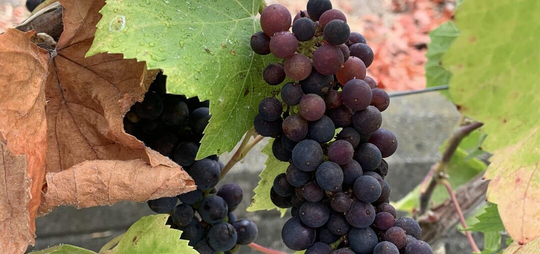 Anyone know what varietal these grapes are?