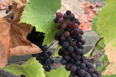 Anyone know what varietal these grapes are?