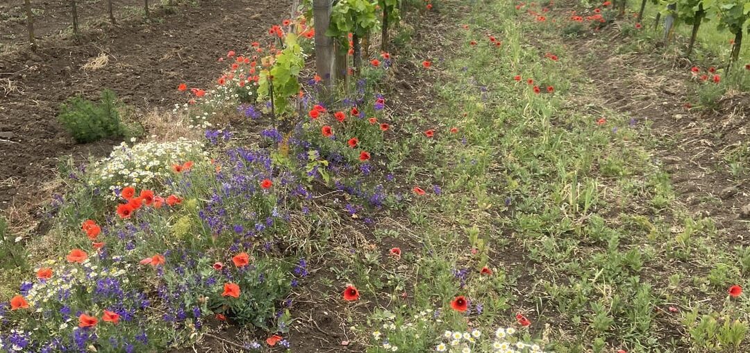 Just a beautiful biodynamic vineyard between all these pleasing labels in the sub. classified over 120 flowers as cover crops, 30 of them endangered and 8 very endangered in Pannonia.