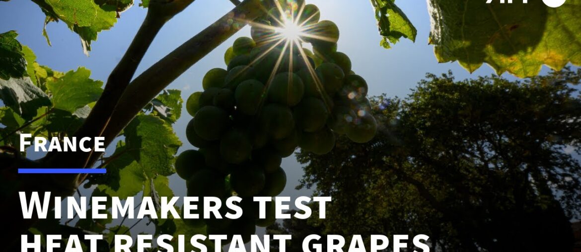 French winemakers test different grape varieties to adapt to climate change | AFP