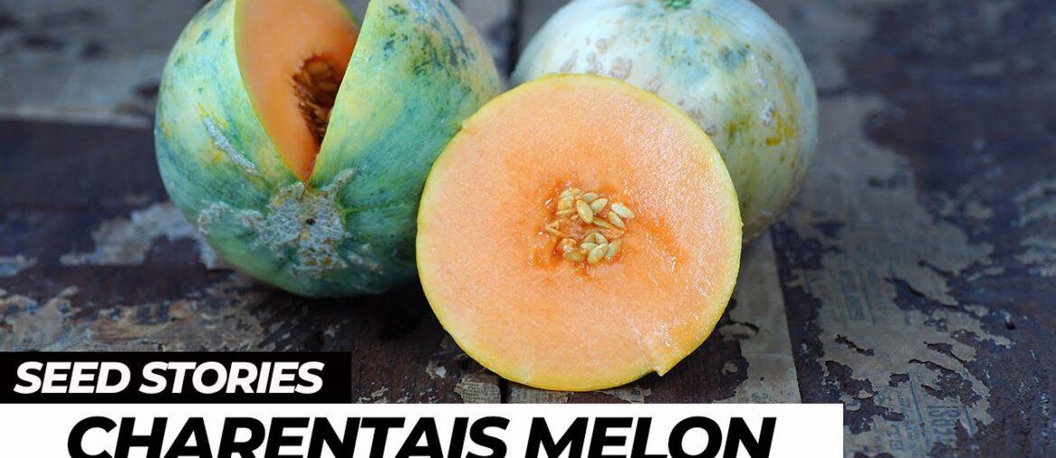 Charentais Melon: A Heavenly Heirloom Of France