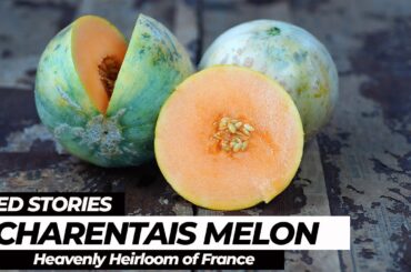 Charentais Melon: A Heavenly Heirloom Of France