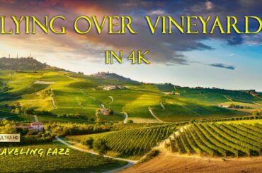 It's HAPPY HOUR!! Vineyards Around the World in 3 Hours [4K] [SCREENSAVER]