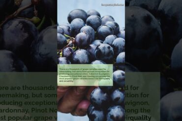 Evidence Based Best Wine Regions