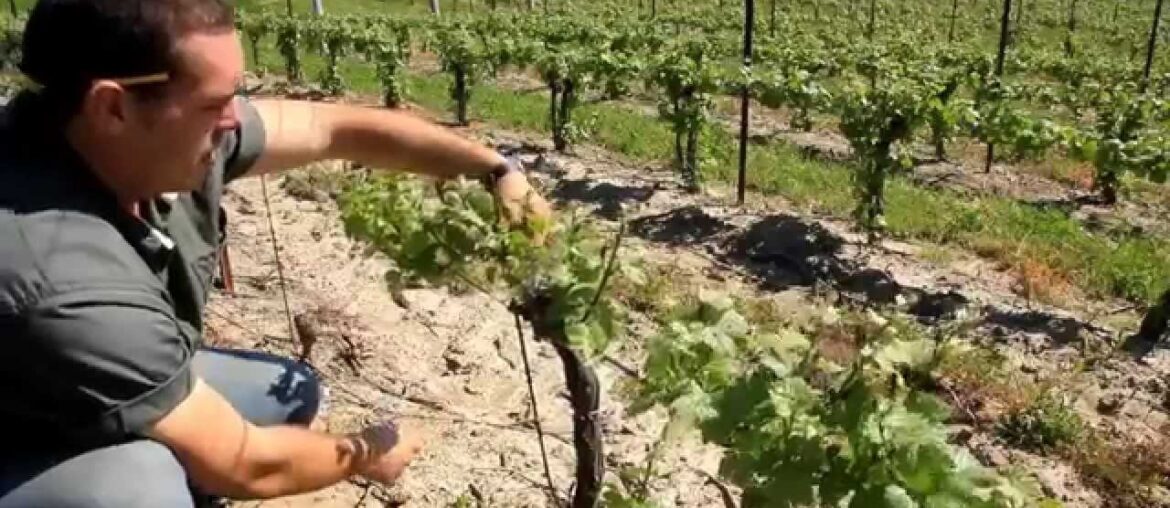 A Year in the Vineyard  the Four Seasons HD