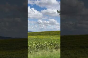 #French Countryside #winecountry #Weims