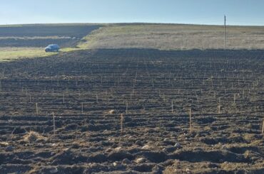 Getting ready to plant my new vineyard (Kakheti Georgia)