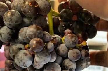 An interview with winemaker Ryan Stirm on old vines, pruning for disease mitigation, and working with the Cabernet Pfeffer grape. Lots in here, and it gets a bit technical.