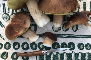 Cueillette, Cèpes, risotto.