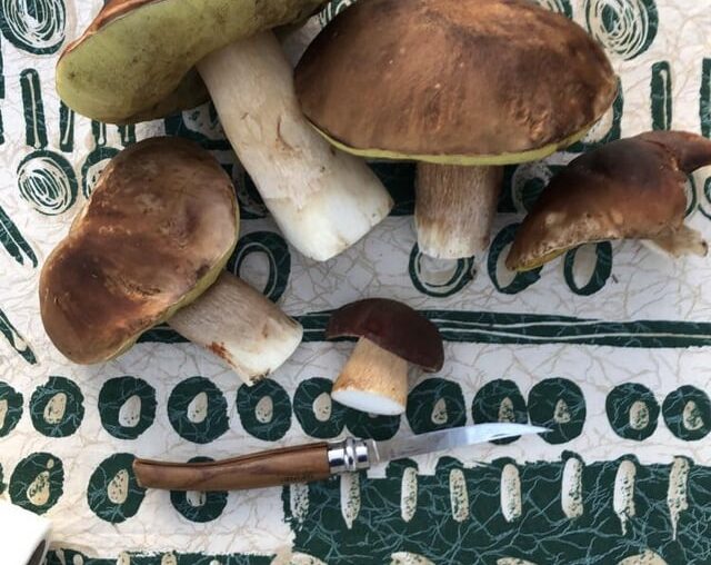 Cueillette, Cèpes, risotto.