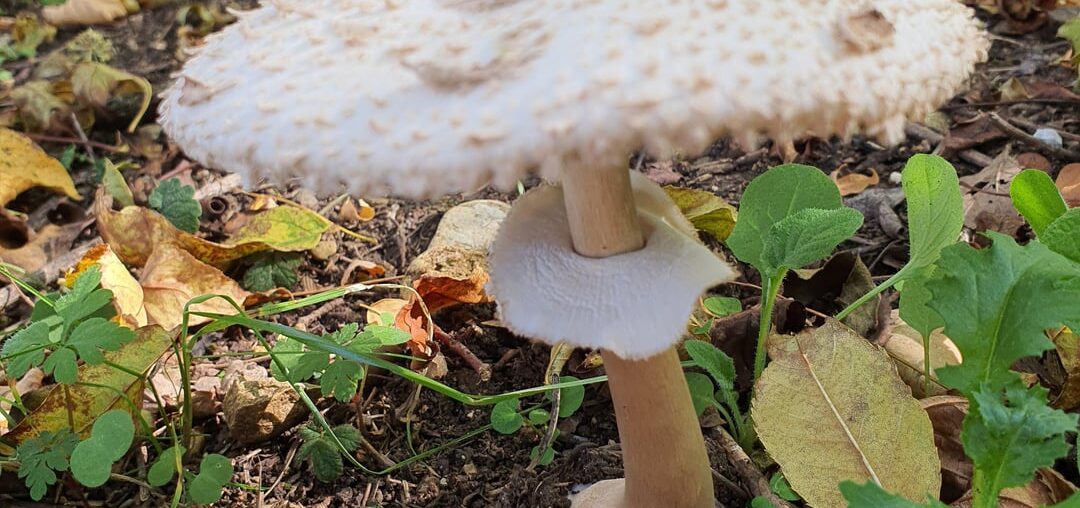 de quoi se faire une bonne bouffe ou un bon empoisonnement ?