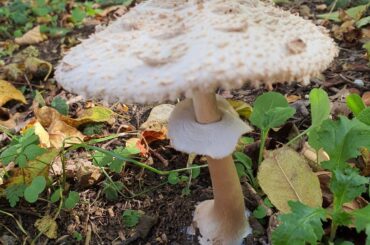 de quoi se faire une bonne bouffe ou un bon empoisonnement ?