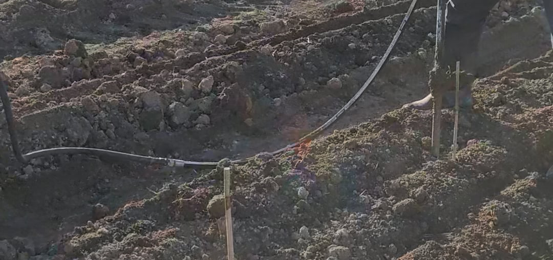 Getting the first vines in the ground