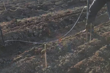 Getting the first vines in the ground