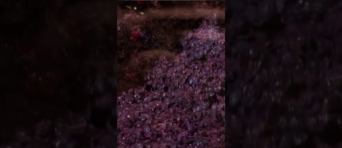 France to Spend $216 Mn Destroying Wine as Demand Falls | Vantage with Palki Sharma