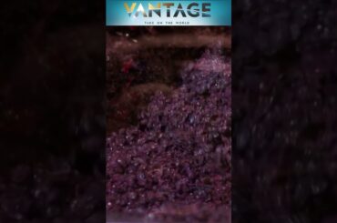 France to Spend $216 Mn Destroying Wine as Demand Falls | Vantage with Palki Sharma