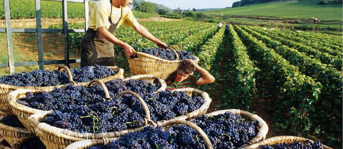 How to produce millions of vines - Grape Seedlings Production - Harvesting and processing grape