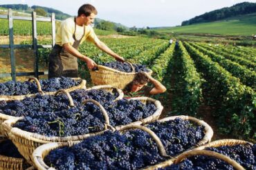 How to produce millions of vines - Grape Seedlings Production - Harvesting and processing grape