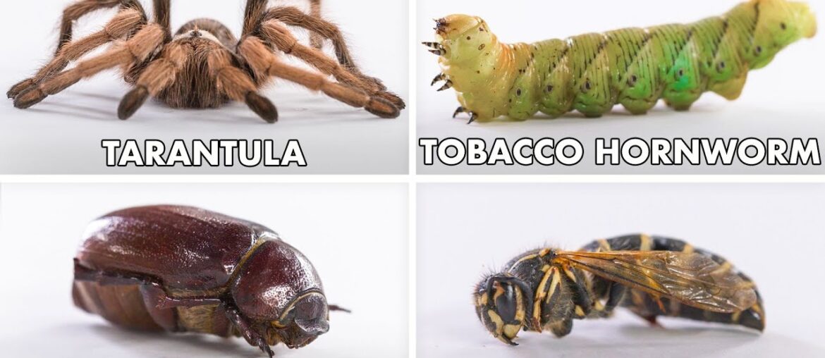 How To Eat Every Insect | Method Mastery | Epicurious How To Eat Every Insect | Method Mastery | Epicurious